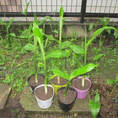 期間限定・無農薬 自然栽培  冥加  ミョウガ   苗   いま...