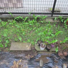 期間限定・無農薬 自然栽培  冥加  ミョウガ   苗   いまが植え時・・梅雨前 / 昨年大好評に付き今年もUPの画像