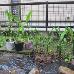 期間限定・無農薬 自然栽培  冥加  ミョウガ   苗   いまが植え時・・梅雨前 / 昨年大好評に付き今年もUPの画像