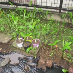 期間限定・無農薬 自然栽培  冥加  ミョウガ   苗   いまが植え時・・梅雨前 / 昨年大好評に付き今年もUPの画像