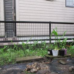 期間限定・無農薬 自然栽培  冥加  ミョウガ   苗   いまが植え時・・梅雨前 / 昨年大好評に付き今年もUPの画像