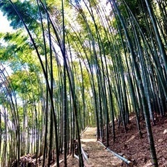 5/11日　筍掘り自然体験✨ - 友達