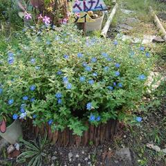 無料で譲りますアメリカンブルーの花