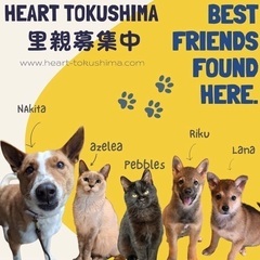 犬猫譲渡会！里親募集🐾