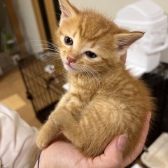 まだ多分、2ヶ月もないくらいの子猫です