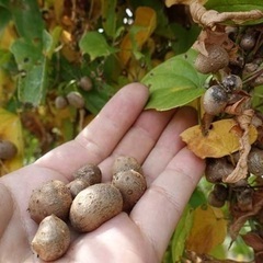 自然薯（ながいも）種芋の画像