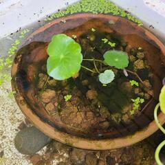ウォーターマッシュルーム(水草　ガーデニング)の画像
