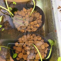 ウォーターマッシュルーム(水草　ガーデニング)の画像