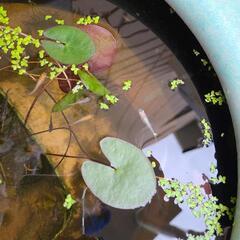 睡蓮　水草の画像