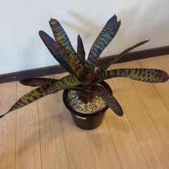 ハンニバルレクターネオレゲリア🪴の画像