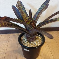 ハンニバルレクターネオレゲリア🪴の画像