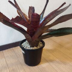 グローグスレッドタイガーネオレゲリア🪴大型種