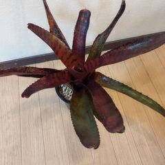 グローグスレッドタイガーネオレゲリア🪴大型種の画像