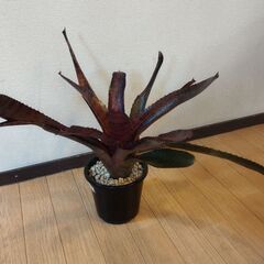 グローグスレッドタイガーネオレゲリア🪴大型種の画像