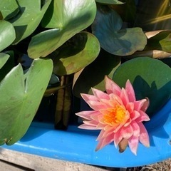 睡蓮　コロラド開花してます　容器（約42×19㌢）付き