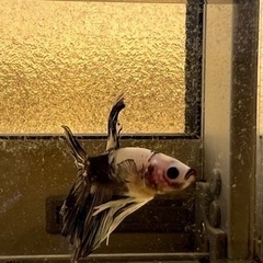 熱帯魚の画像