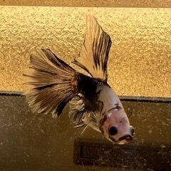 熱帯魚の画像