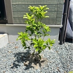 キンモクセイの木