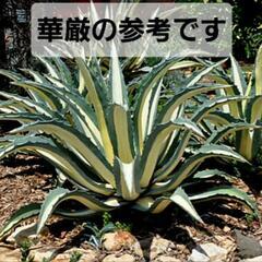 アガベ・アメリカーナ　華厳の画像