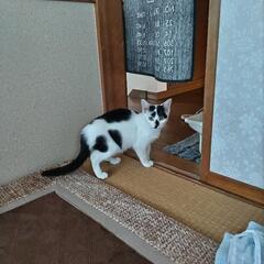 保護猫です