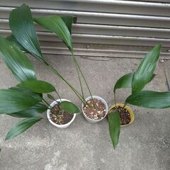 葉蘭　はらん　3ポット