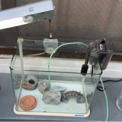 水槽セット