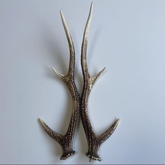 鹿のツノの画像