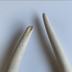 鹿のツノの画像