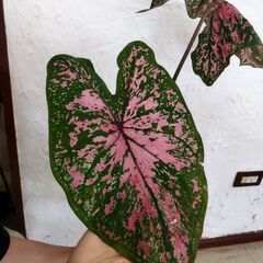 カラジウムフロリダエリーゼ🪴の画像