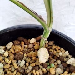 モンステラボルシギアナホワイトタイガー🪴の画像