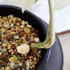 モンステラボルシギアナホワイトタイガー🪴の画像