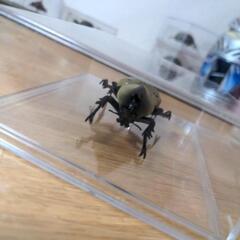 昆虫標本　グランドオオカブトの画像