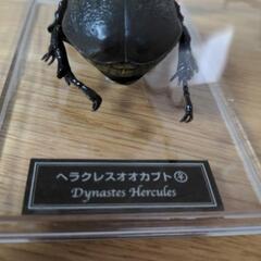 昆虫標本　ヘラクレスオオカブトの画像