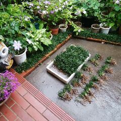 交渉中　植物　玉竜(リュウノヒゲ）の画像