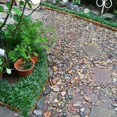 交渉中　植物　玉竜(リュウノヒゲ）の画像