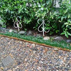 交渉中　植物　玉竜(リュウノヒゲ）の画像