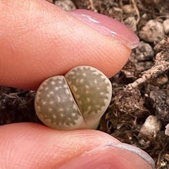 リトープス 多肉植物
