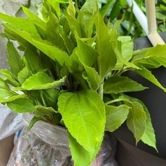 菊芋の苗　20本