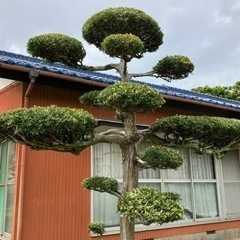 生活雑貨 家庭用品 ガーデニング