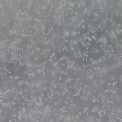 うじゃうじゃ　ゾウリムシ　500ペットボトル