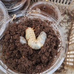 カブトムシ幼虫
