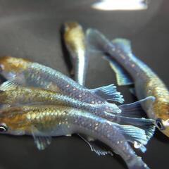 レッドクリフ　ダークタイプ　針子の画像