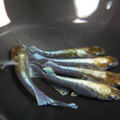 レッドクリフ　ダークタイプ　針子