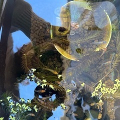 メダカの画像