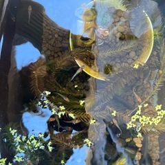 メダカの画像