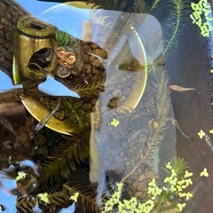 メダカの画像