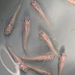 スーパー魔王改ラメ　値下げ　ピンクバージョン　めだか　有精卵20＋αの画像