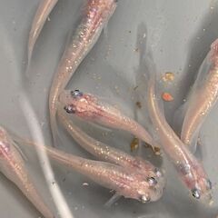 スーパー魔王改ラメ　値下げ　ピンクバージョン　めだか　有精卵20＋αの画像