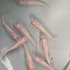 スーパー魔王改ラメ　値下げ　ピンクバージョン　めだか　有精卵20＋αの画像