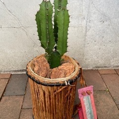 【寄せ植え】トーキングドラム